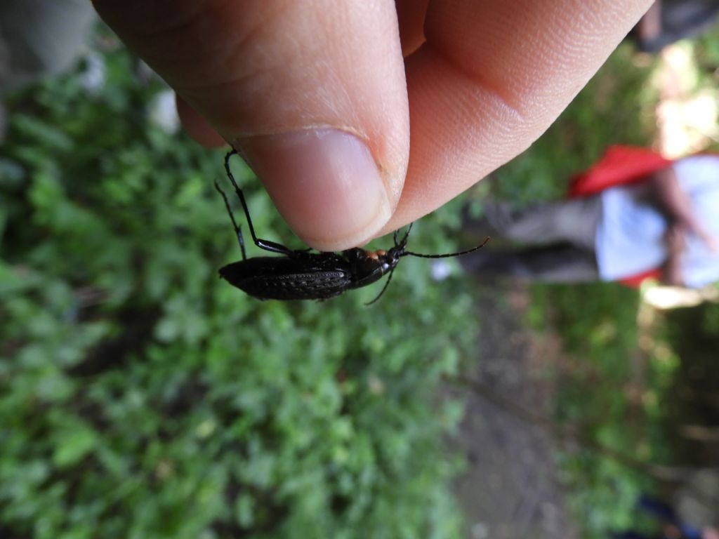 Carabidae: Carabus granulatus interstitialis